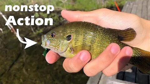 just a bunch of little guys: Louie's Pond fishing