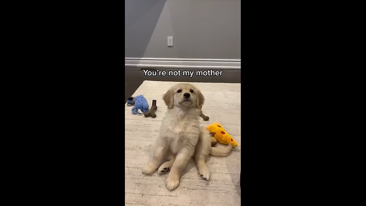 puppy talking