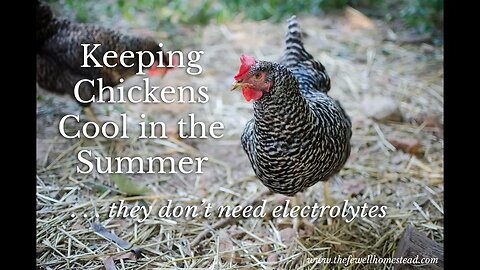 Keeping Your Chickens Cool | They Don't Need Electrolytes