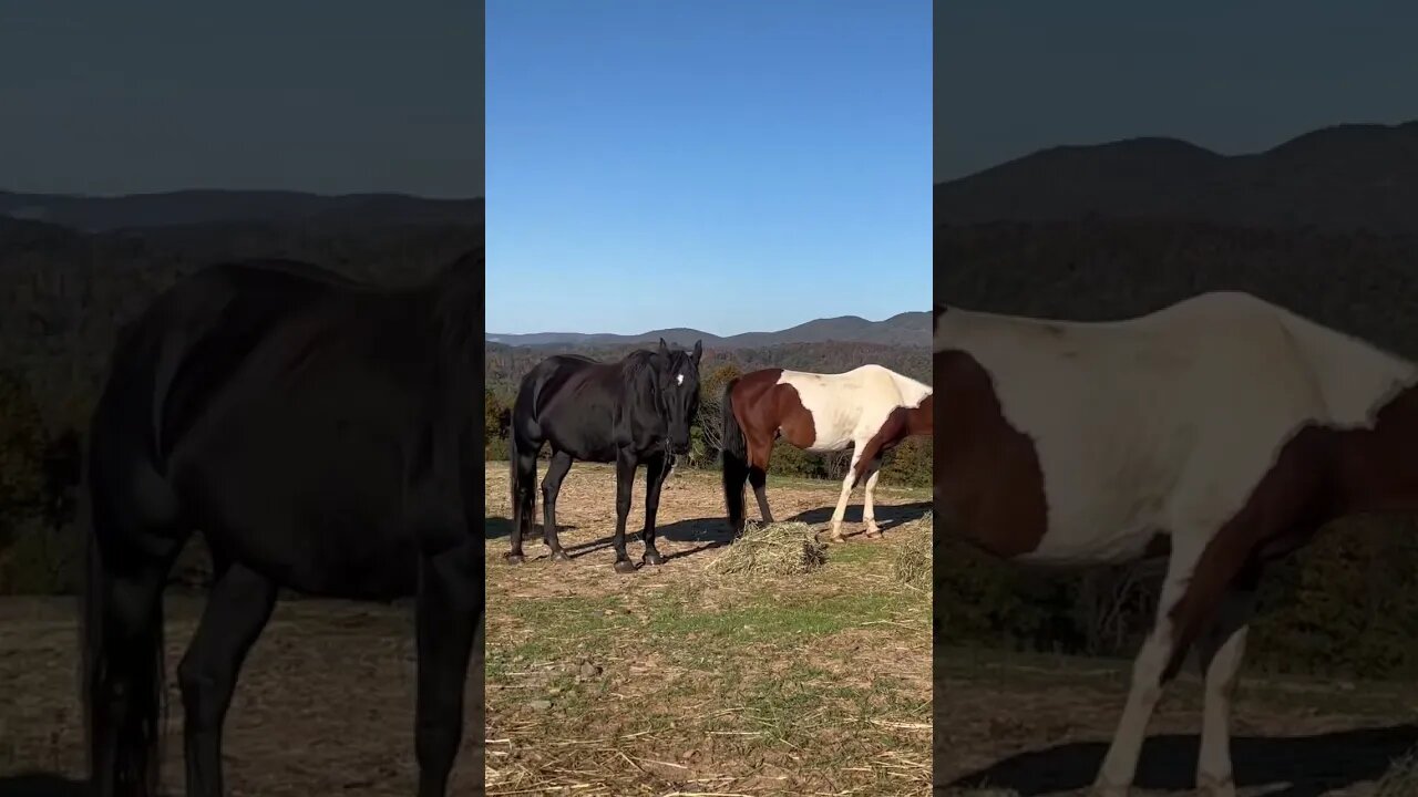 Some of the greatest blessings of moving from the city ♥️ #homesteading #blueridgemountains #va