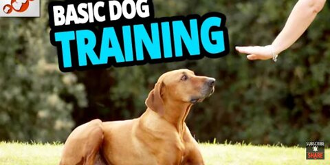 Dog Training Video