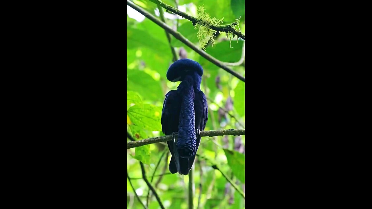 Long _wattle _Umbrella bird _its _A _Nature _Beruty.. 🐦🐦