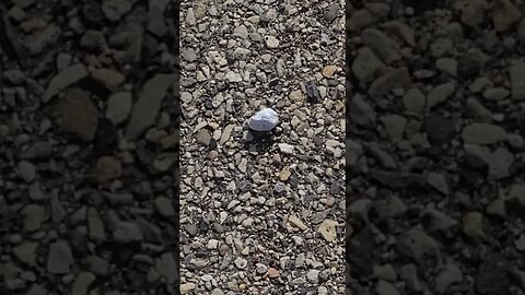 small rock #shorts