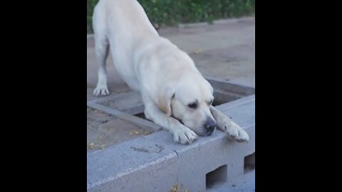 LOOK HOW DOG SAVES BLIND MAN LIFE 😢😗❤️ #SHOTS #DOGSAVE 🐶