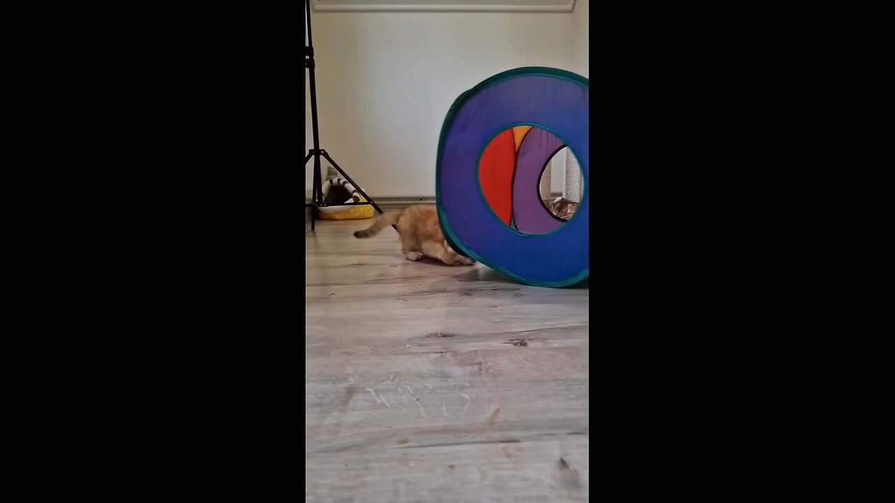 house on a kitten _funny _catπππ #teddykittens #cute #kittens #Pikachu