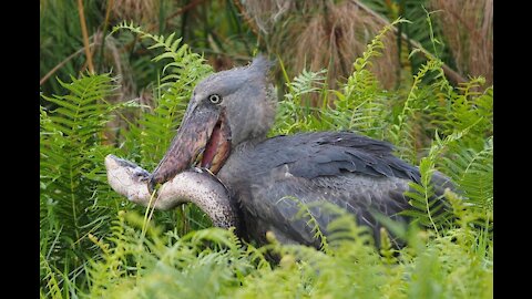 15 Wild Animals | Rarely Ever Been Seen | Alien Animals