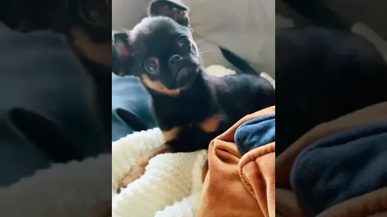 Watch This Hilarious Chihuahua Moment - You Won't Believe What Happens Next!