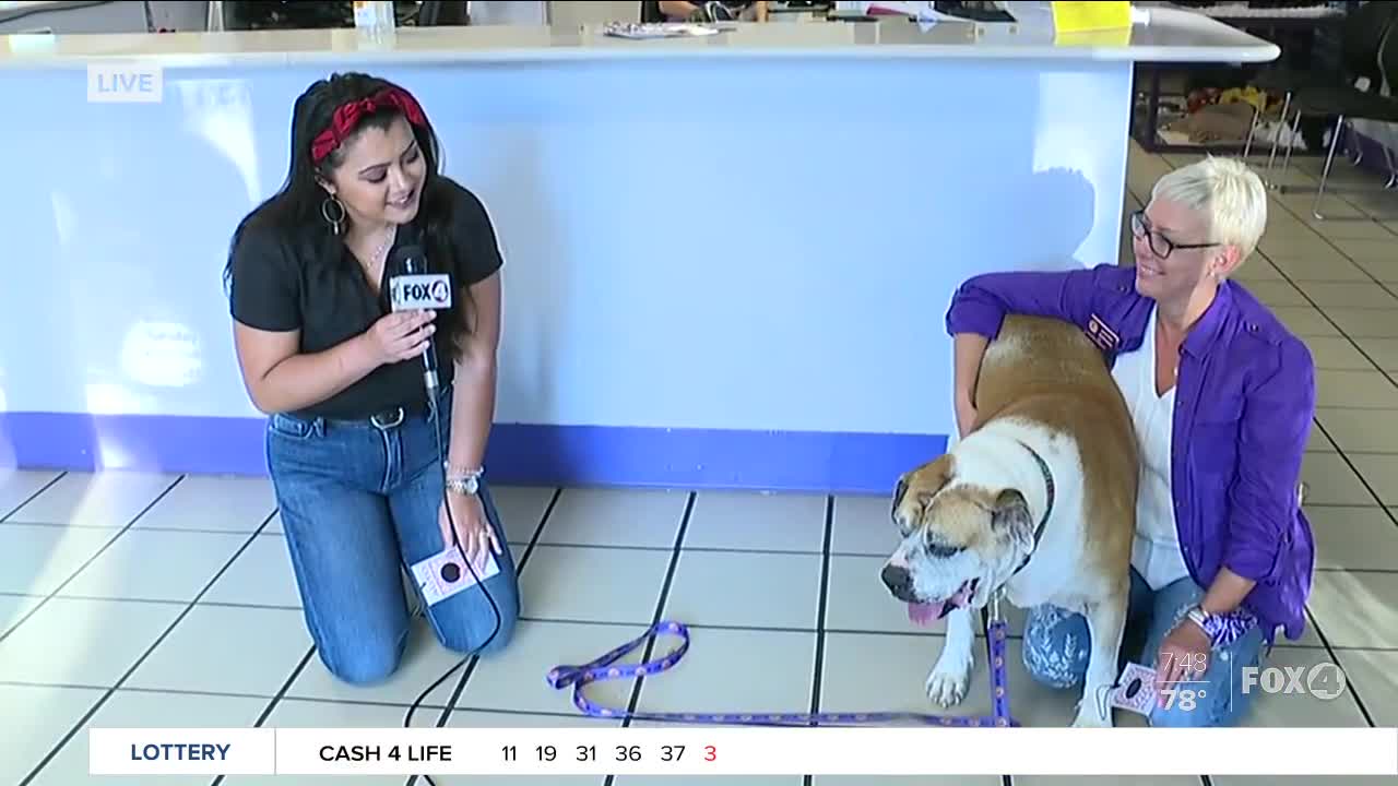 Pet of the Week & hot car safety at Gulf Coast Humane Society