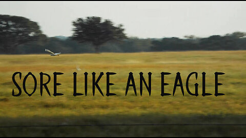 Egret Birds on a Texas Prairie