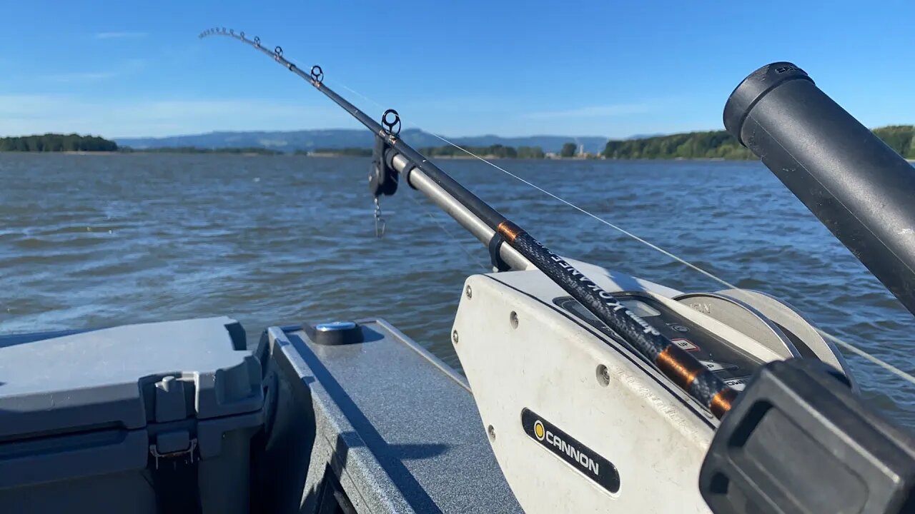 Columbia River Shad Fishing Live ACTION! (BIG STURGEON!)