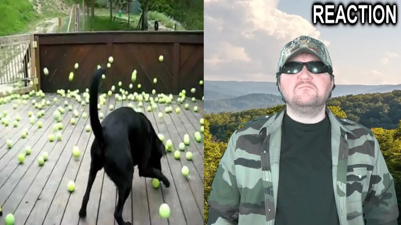 Dog's Dream Comes True! REACTION!!! (BBT)