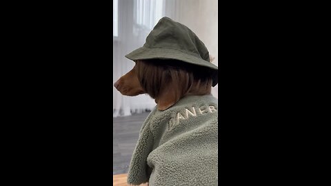 A dog's outfit