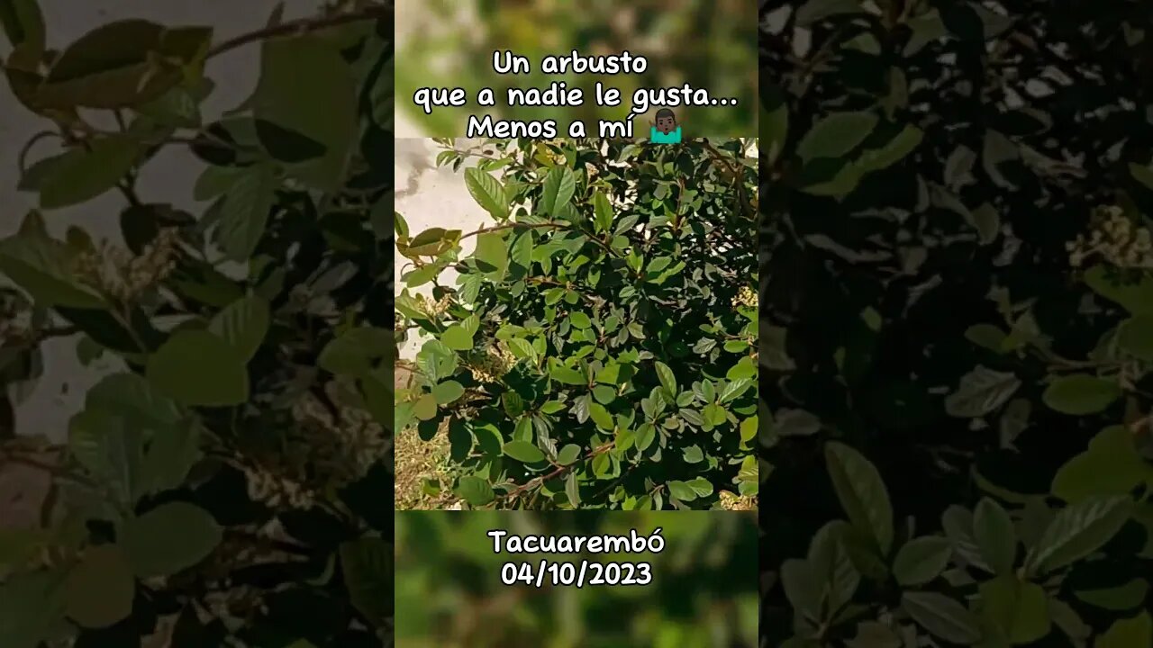 El arbusto que a nadie le gusta, excepto a mí 🤷🏿‍♂️