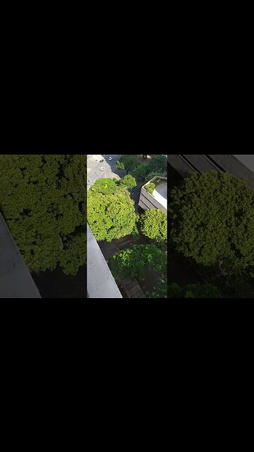 Árvores, precisamos de árvores...