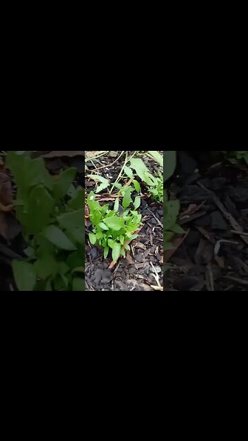 backyard raised bed #gardenupdate