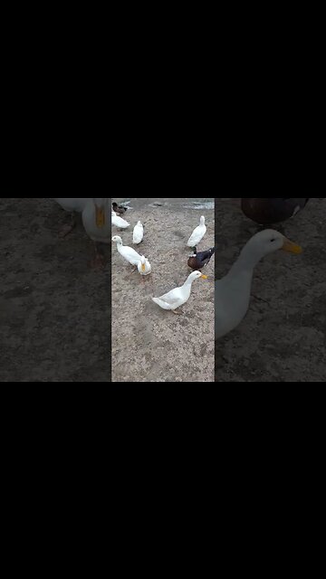 Ducks are looking for a treat after they have been feed