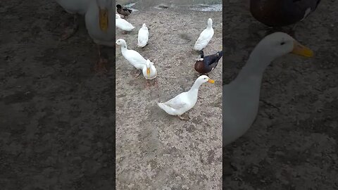 Ducks are looking for a treat after they have been feed