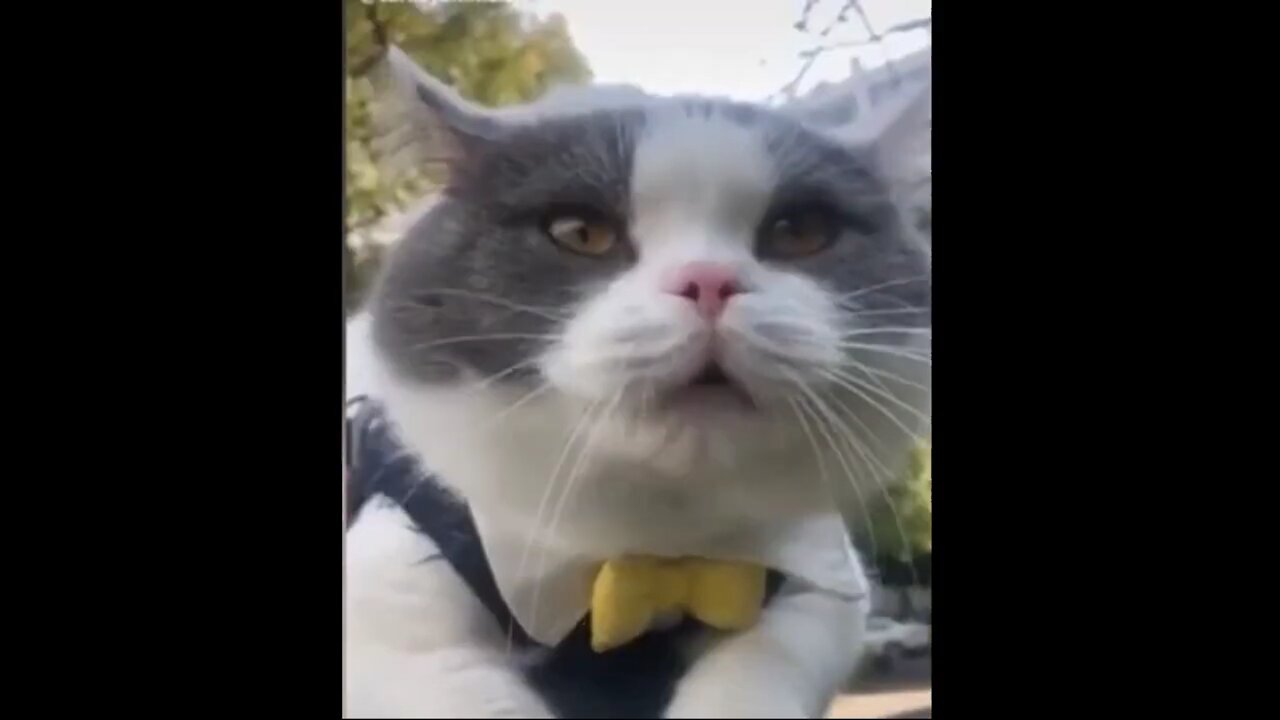 Funniest Animals - 2020 Best Funny Animals