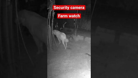 Farm cam: monitoring animals