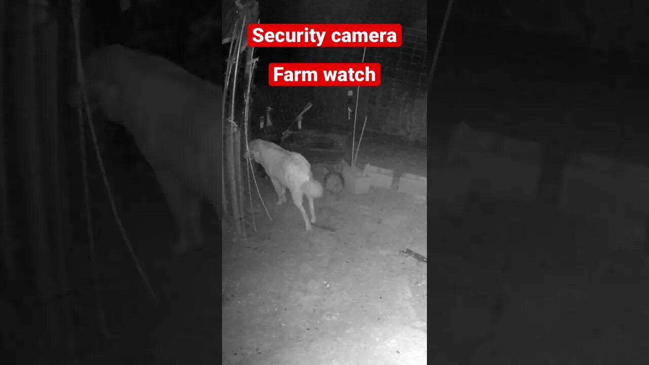 Farm cam: monitoring animals