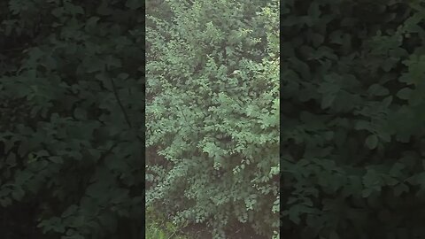 bushes #shorts
