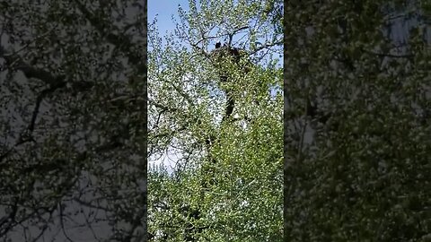 Eagle and baby stare at Baxter