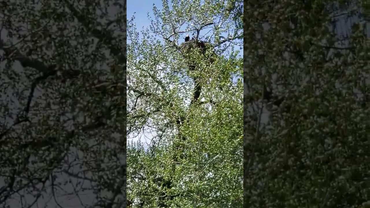 Eagle and baby stare at Baxter