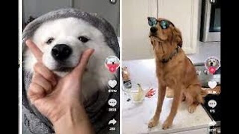 Funny Dogs Tik Tok Cute Pets Tiktok- 2022 Compilation FUNNY ANIMALS