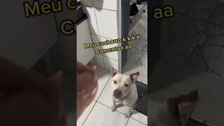 seu cachorro faz isso? #shorts #viralshorts #asmr #br #like #fun