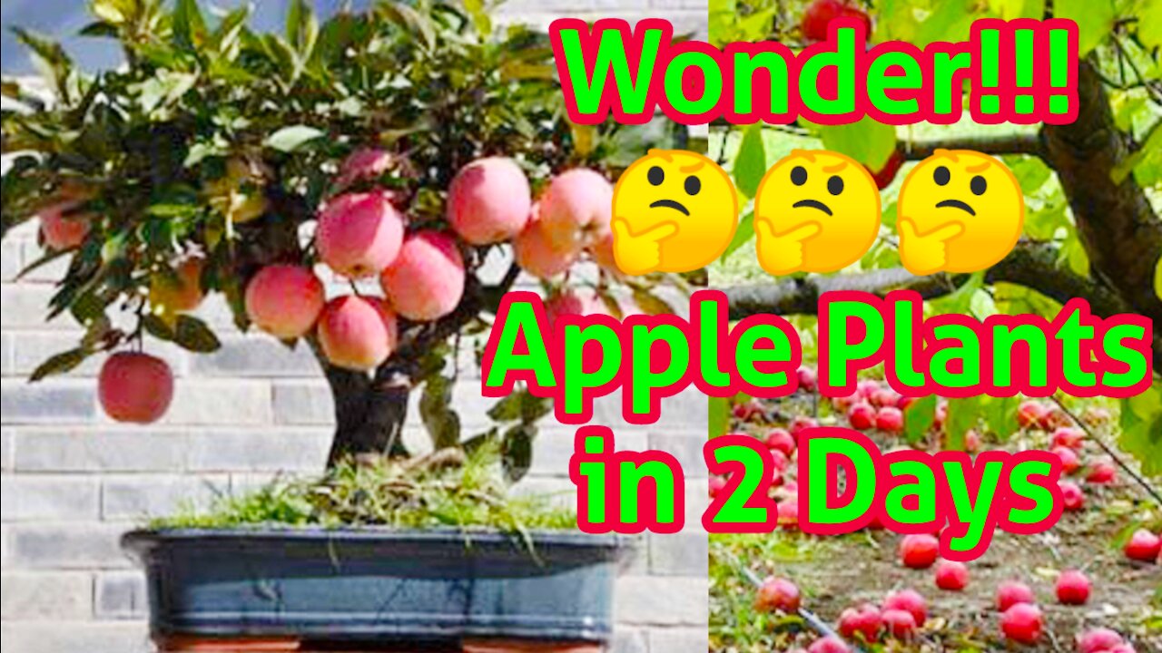 Grow Apple Palnt in your Home