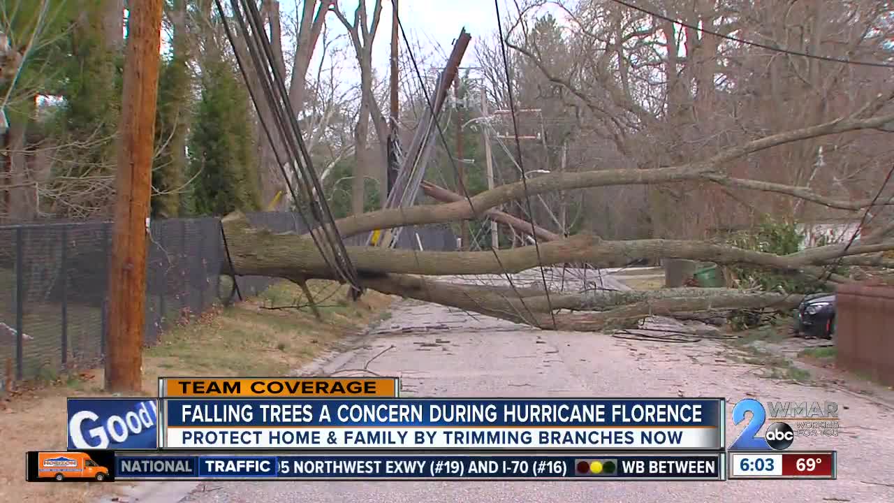 Saturated ground has some trees on last limb as Florence approaches