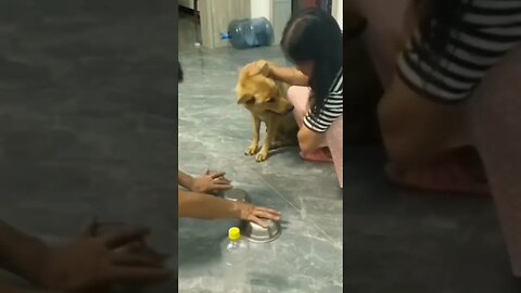 #viral #viralvideo #viralshort #dog #dogs #pet #pets