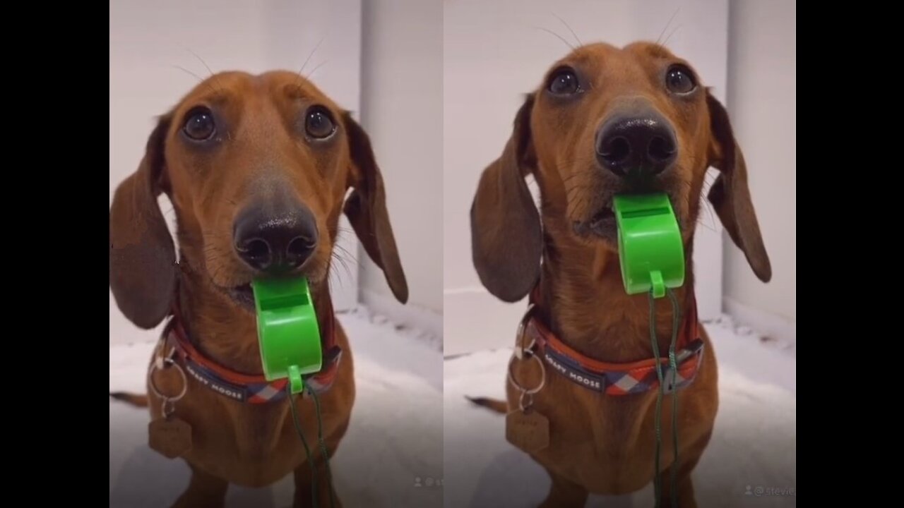Mikey the Dachshund Whistleblower!lol