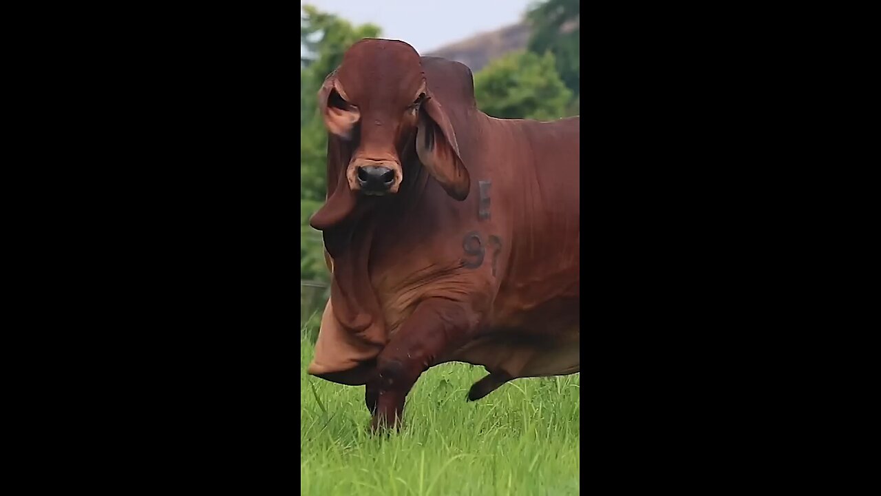 MOST POWERFUL COW ON THE EARTH 🔥🔥