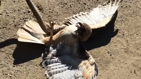 Man saved Hawk from snake | #snake #animallover #snakevideo