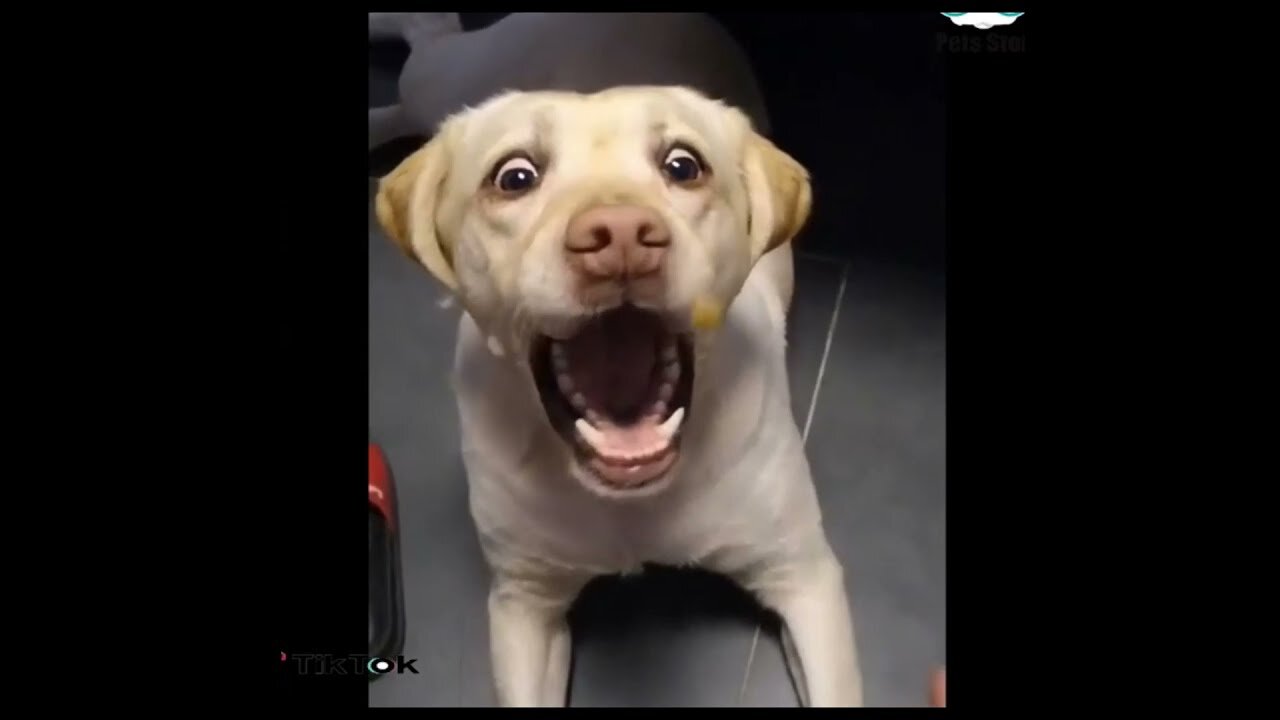Cute Pets And Funny Animals, Compilation #6 - Try Not To Laugh
