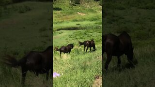 Horses move away from driveway when car pulls up