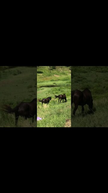 Horses move away from driveway when car pulls up
