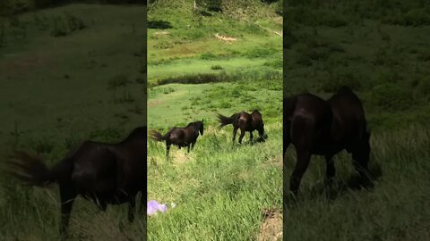 Horses move away from driveway when car pulls up
