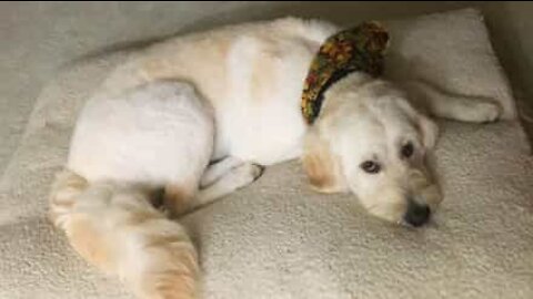 Dog deeply confused by its own tail