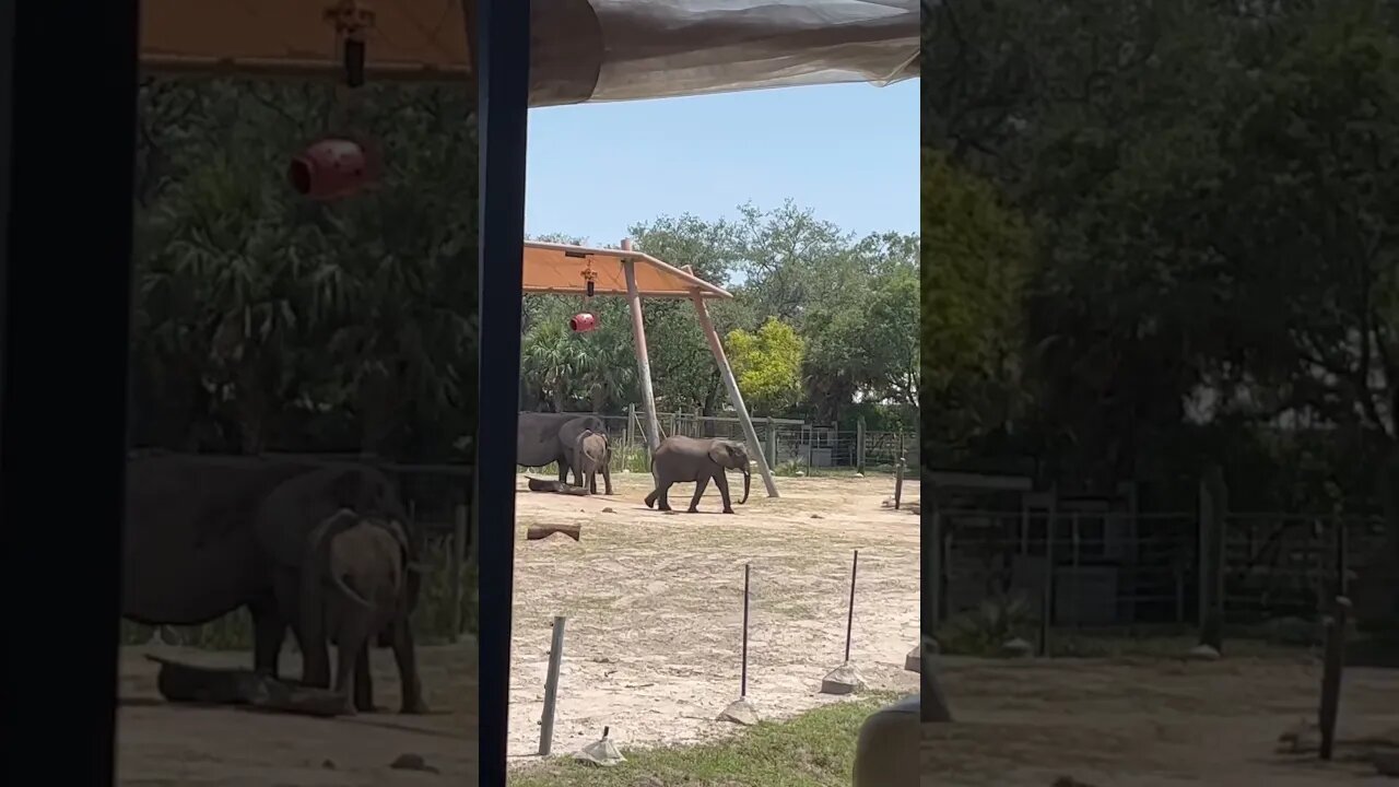 TAMPA ZOO EXPEDITION 🐘🦏🦏🐘 #zootampa #wildafrica #shorts