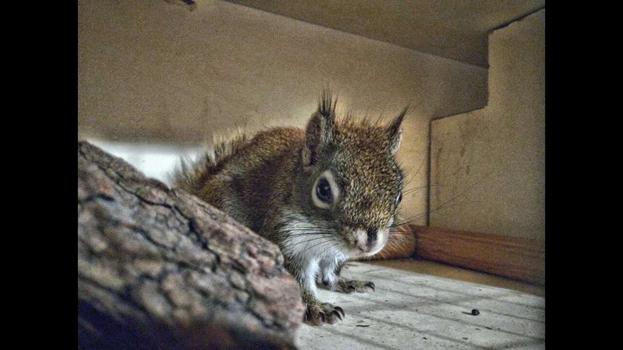 Trudne wychowywanie wiewióra (Difficult raising a squirrel )