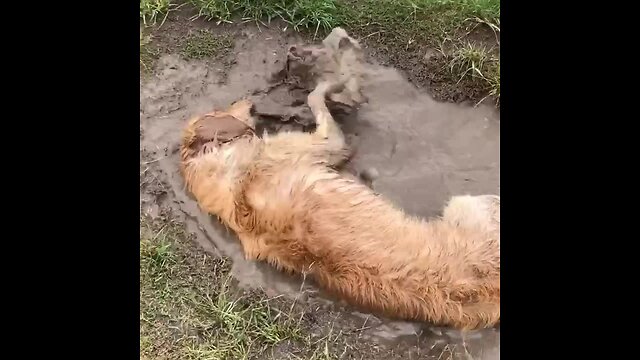 Golden Retriever fully bathes in mud puddle