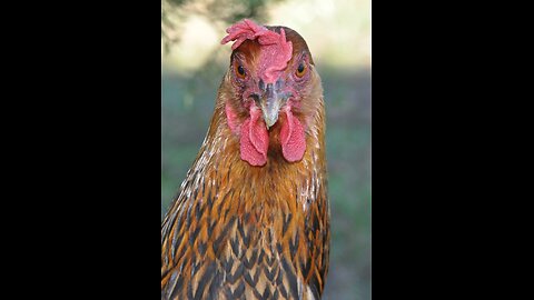 Freeze drying and rehydrating raw farm fresh eggs