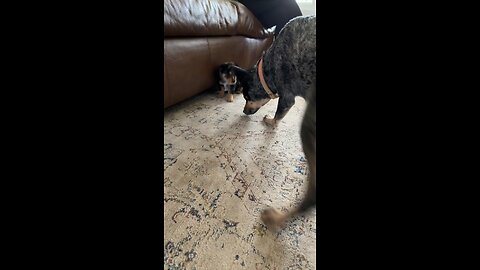 Blue Weiler vs Blue Heeler