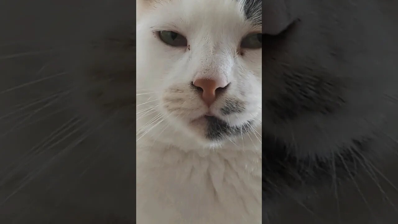 Chicken Nuggets Times! 🤣 #shorts #shortsvideo #mistythecat #cat #cats