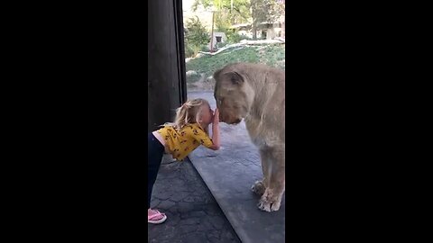 mother lion playing 3years old gii