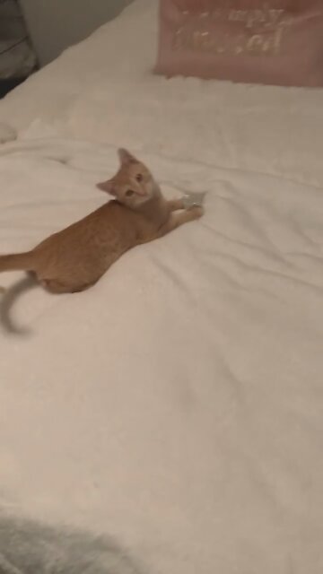 I love you always forever