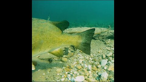 smallmouth bass