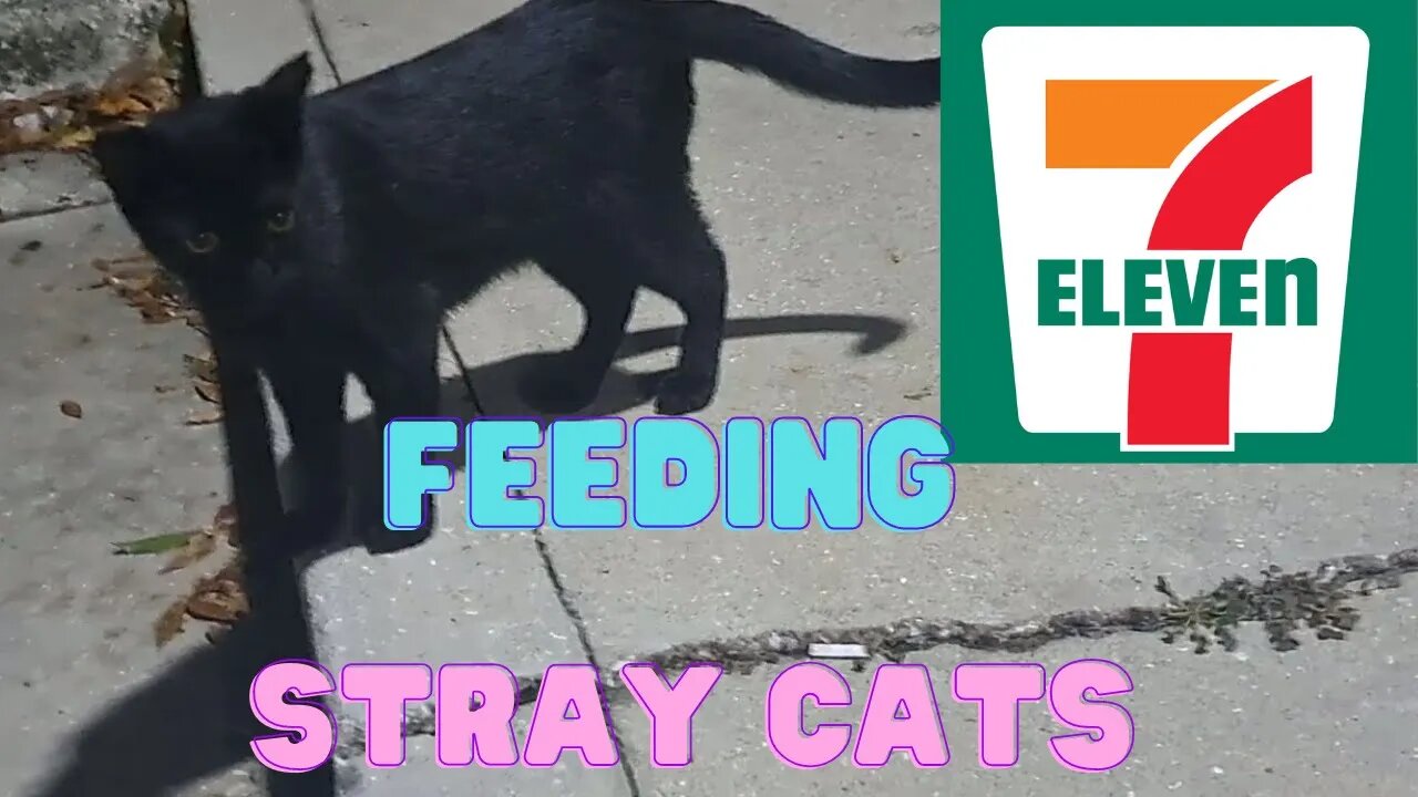 Feeding Stray Cats At 7-11 In North Lakeland. #straycats #florida #centralflorida #feedingstraycats